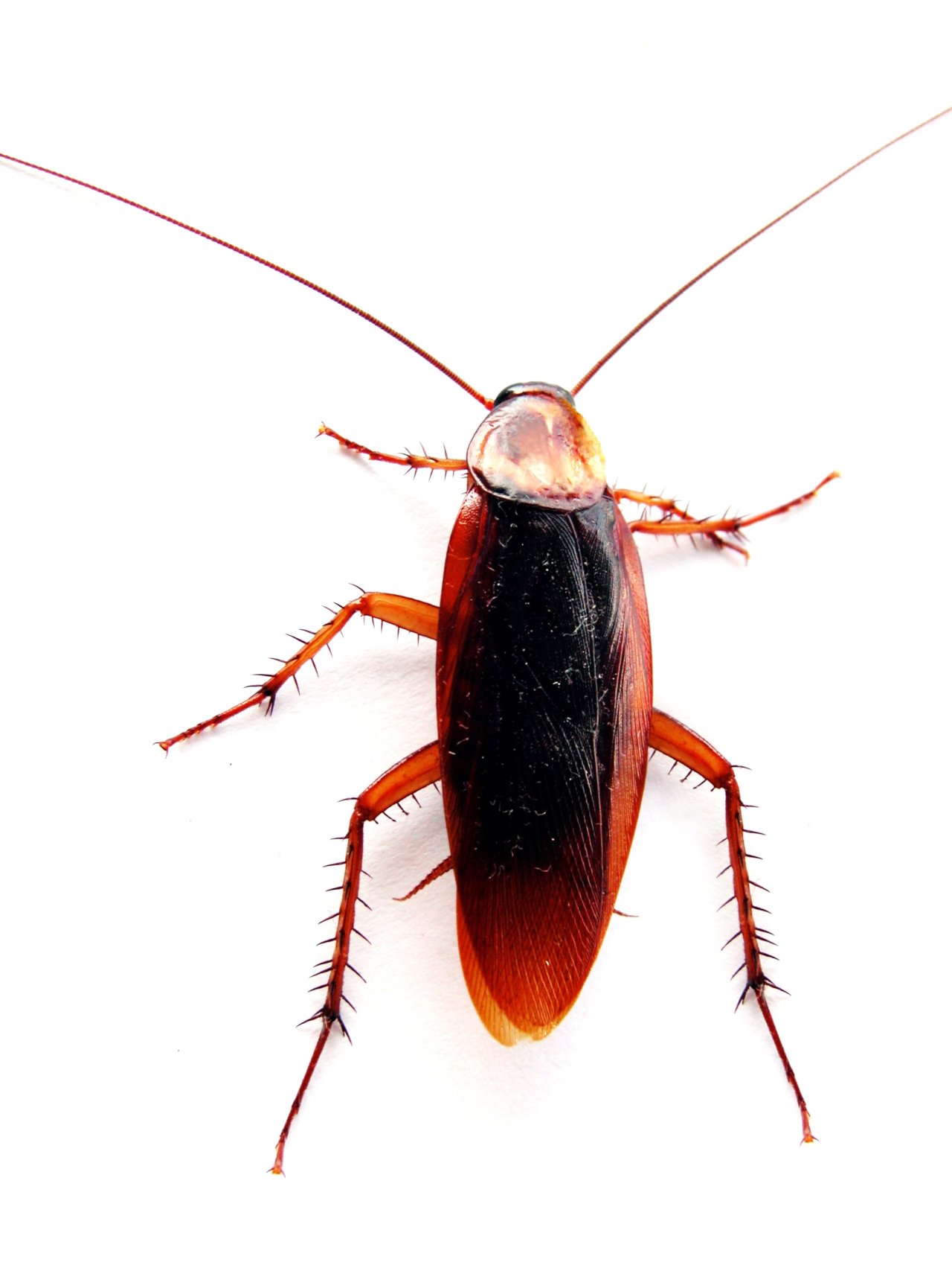 Cockroach Control Perth