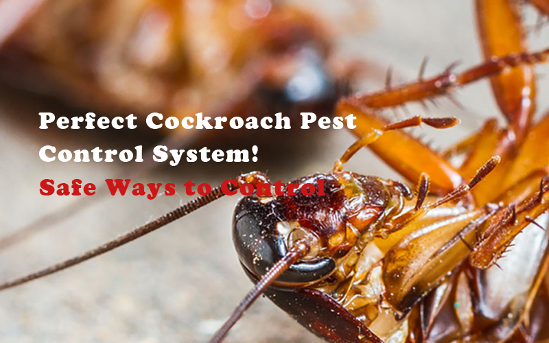 Cockroach Control Perth